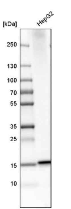 MGST2 Antibody, Novus Biologicals 0.1mL; Unlabeled:Antibodies, Polyclonal